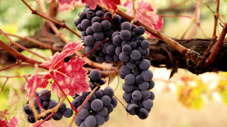 Grapes vineyard red leaves caravaggio - a bunch of grapes free wallpaper