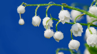 White flowers water drops blue - a few white flower free wallpaper
