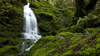 Waterfall forest moss bridge nature - impressionist free wallpaper