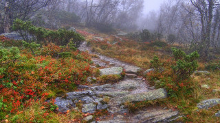 Woodland trail fog autumn leaves - impressionist free wallpaper