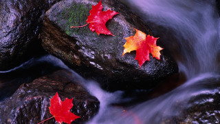 Stream rocks leaves water night - the rock free wallpaper