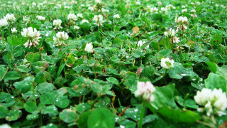 Clover water droplets green leaves - the ground and grass free wallpaper