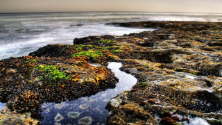Rocky shore moss urban sunset - green moss free wallpaper