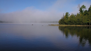 Lake fog trees ducks hudson - tree and fog in the background free wallpaper
