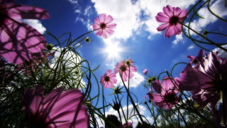 Pink flowers grass sun clouds - the cloud free wallpaper