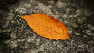 Leaf rock moss lichen black - unreal engine 5 quality free wallpaper