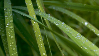 Green plant water droplets macro 25 - a green plant free wallpaper