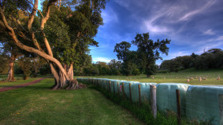 Fenced field sheep grass trees - sheep free wallpaper