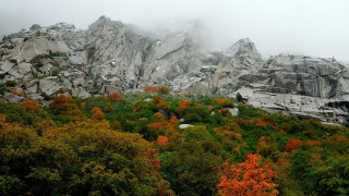 Mountain forest campfire autumn maple - a bunch of trees free wallpaper