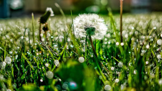 Dandelion water droplets macro blurry - a building in the background free wallpaper
