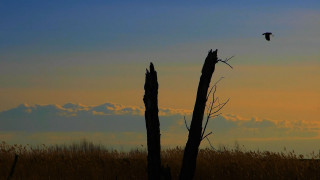 Bird sunset horizon grass mountain - dry free wallpaper