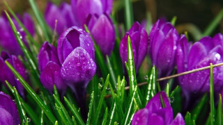 Purple flower water droplets macro 38 - anne rigney free wallpaper