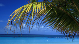 Palm ocean boat sky fireworks - a boat in the distance free wallpaper