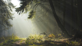 Forest path sunbeams light rays - the tree and grass free wallpaper