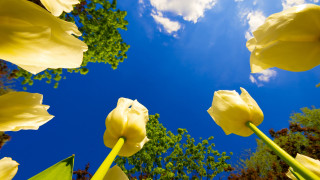Yellow flowers blue sky clouds 12 - yellow flower free wallpaper