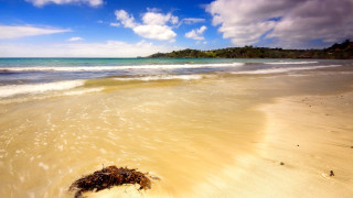 Sandy beach wave island trees - a sandy beach free wallpaper