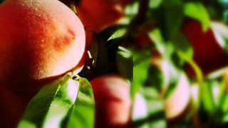 Peach branch leaves sunlight impressionist - impressionist free wallpaper