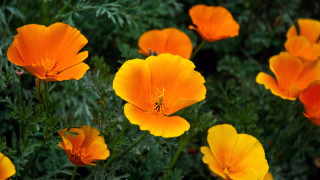 Orange flower field bug macro - a bug free wallpaper