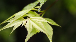 Green leaf water drops macro 21 - drop of water free wallpaper