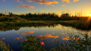 Lake pink flower sunset clouds - a sunset in the background free wallpaper