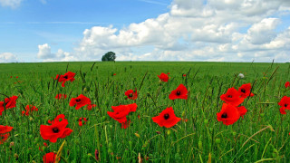 Red flower field blue sky 8 - impressionist free wallpaper