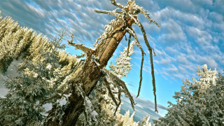 Bent tree blue sky clouds - a blue sky in the background free wallpaper for desktop