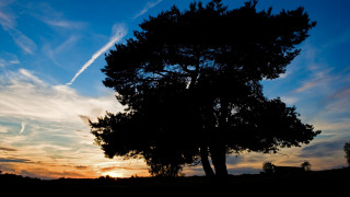 Sunset tree silhouette contrail plane - a plane in the distance free wallpaper