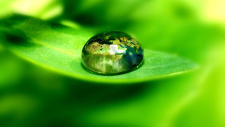 Water drop green leaf macro - a green leaf free wallpaper
