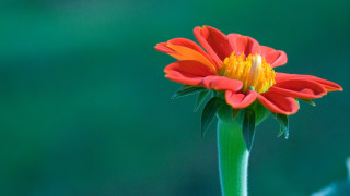 Red yellow flower green stem 2 - ecological free wallpaper