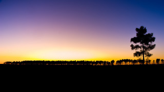 Lone tree sunset field distant - a lone tree in a field free wallpaper