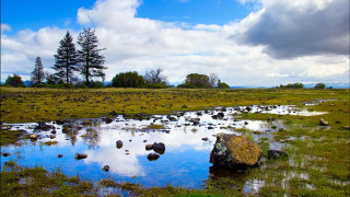 Small stream green field forest - cloudy free wallpaper