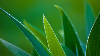 Green plant water drops macro 5 - a green plant free wallpaper