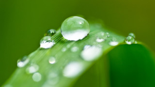 Green leaf water droplets macro - a few other leaf free wallpaper
