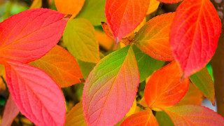 Tree leaves autumn blurry depth - a close up of a tree free wallpaper