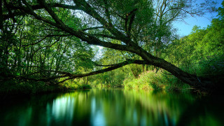 River tree blue sky nature - impressionist free wallpaper