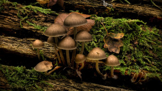 Mushrooms tree stump forest moss - moss free wallpaper