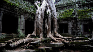 Overgrown tree ruins architecture waterfall - stair free wallpaper