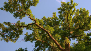 Tree leaves blue sky autumn - short depth of field free wallpaper