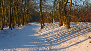 Snowy path between trees autumn - a few branch free wallpaper