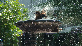 Bird fountain spraying water ecological - cherryl fountain free wallpaper