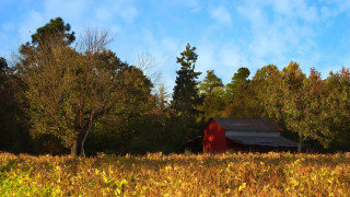 Red barn autumn leaves matte - tall grass and trees free wallpaper