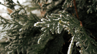Snowy branch closeup nature bokeh - a close up of a tree free wallpaper
