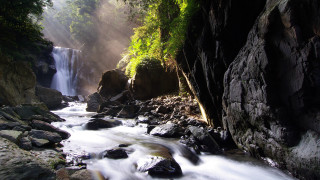 Lush green forest stream waterfall - free forest wallpaper