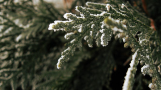 Snowy tree ice branches macro - ice and snow free wallpaper