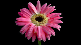 Pink flower yellow center black - a yellow center in the center of the flower free wallpaper