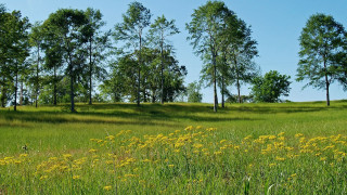 Field trees grass blue sky - charles ragland bunnell free wallpaper
