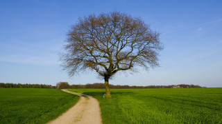 Dirt road green field tree - de hirsh margule free wallpaper