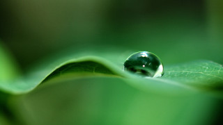 Water drop green leaf macro 14 - a blurry background of leaves free wallpaper