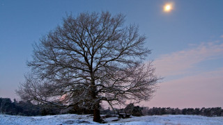 Snowy tree moon bench winter - a moon in the sky above free wallpaper