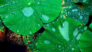 Green leaf water droplets macro 54 - a green leaf free wallpaper